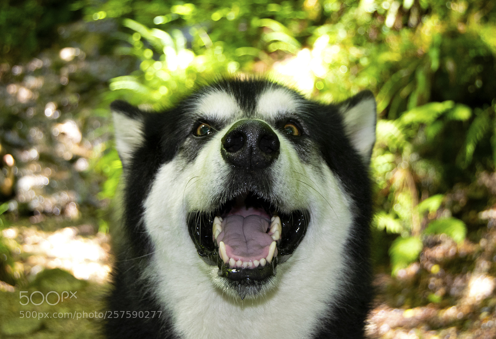 Nikon D3300 sample photo. Dog photography
