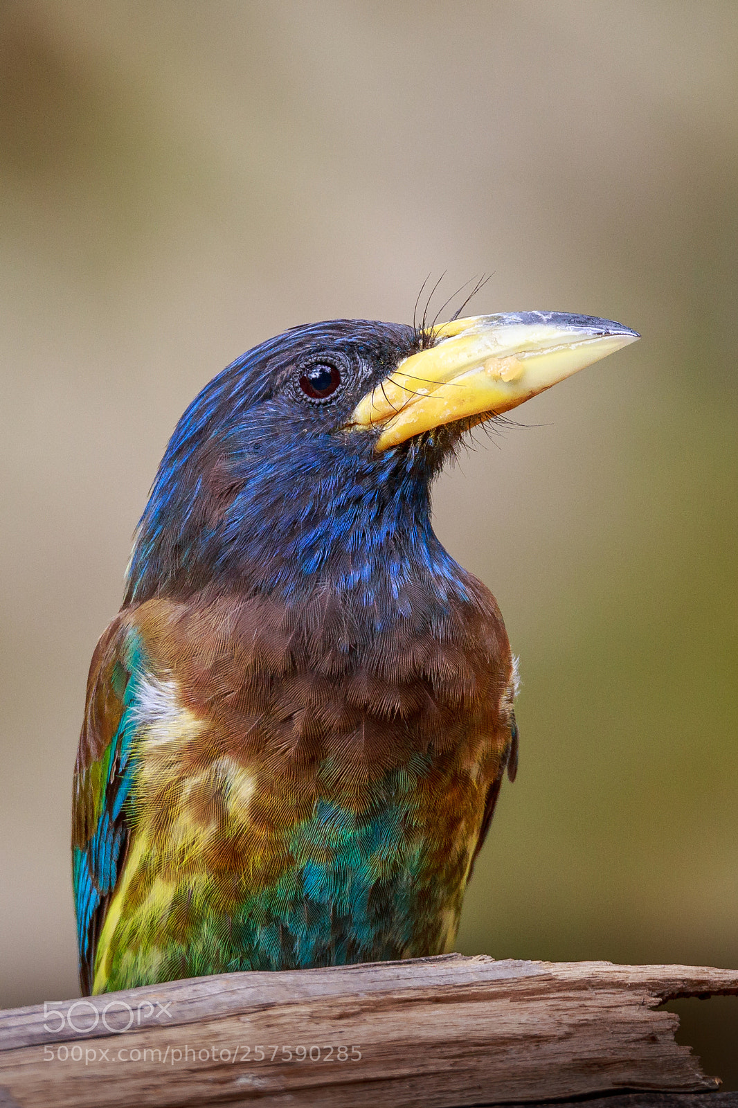 Canon EOS 6D sample photo. Great barbet photography