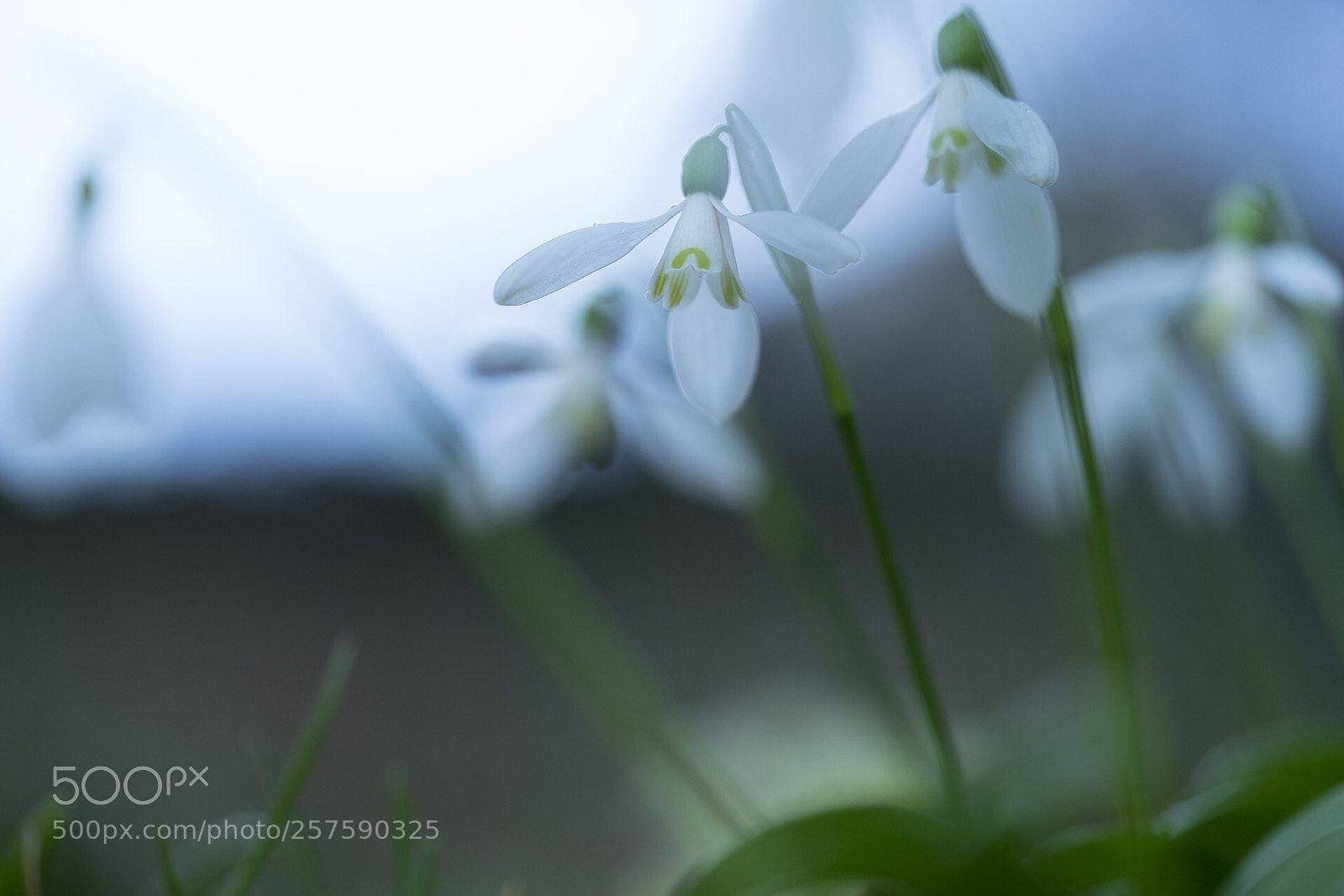 Sony a7 II sample photo. Snowdrop  photography