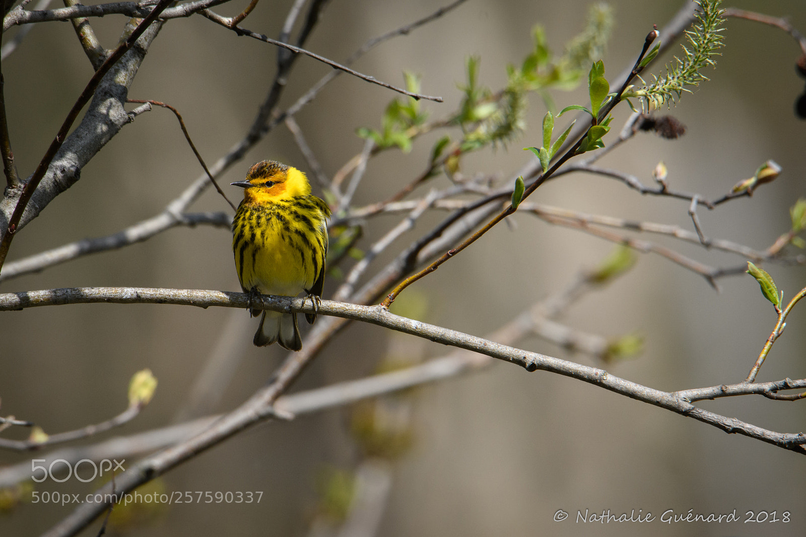Nikon D7500 sample photo. Cape may warbler paruline photography