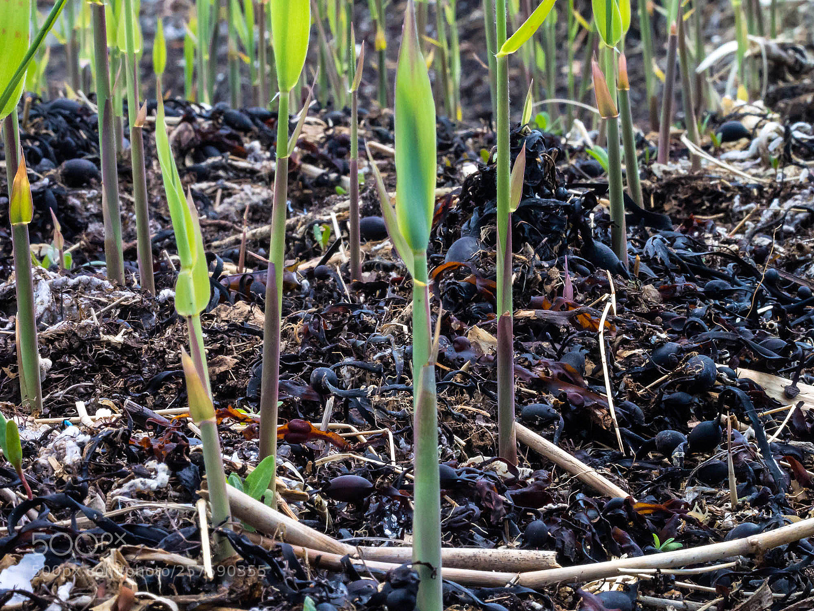 Olympus OM-D E-M5 sample photo. Green shoots photography
