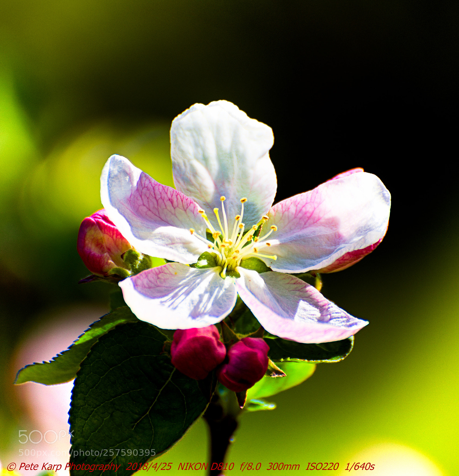 Nikon D810 sample photo. Apple blossom 2018 photography