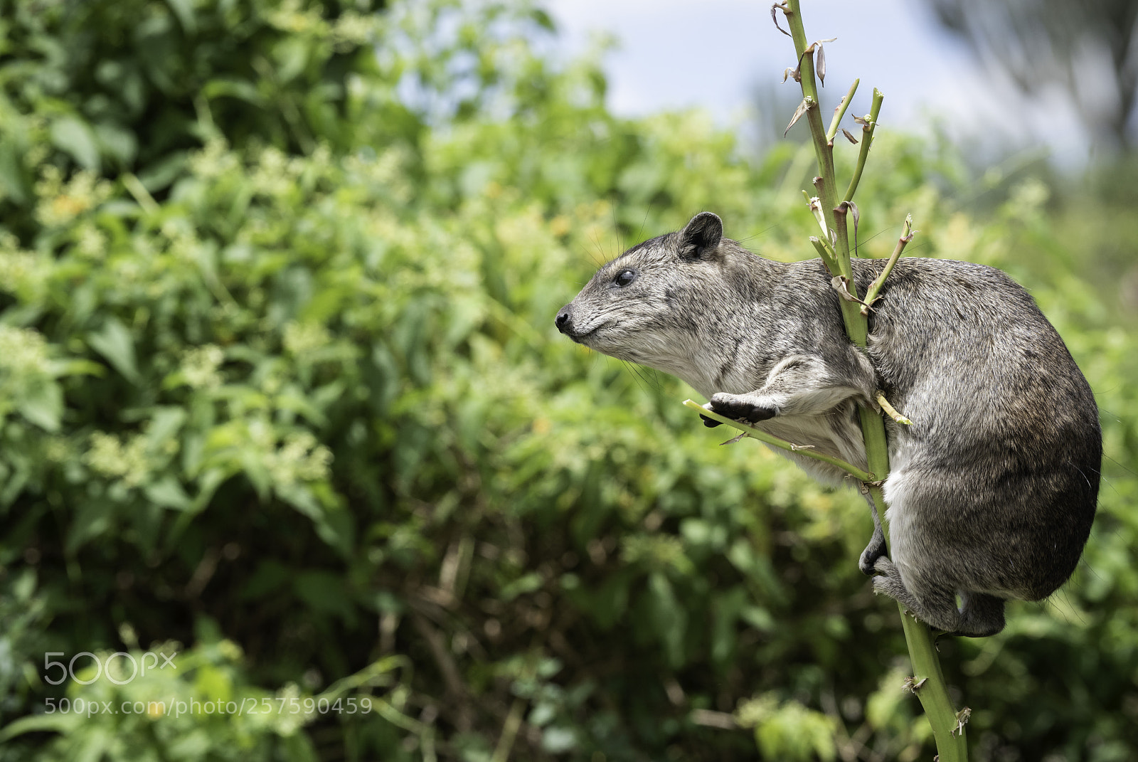 Nikon D810 sample photo. Rock hyrax photography