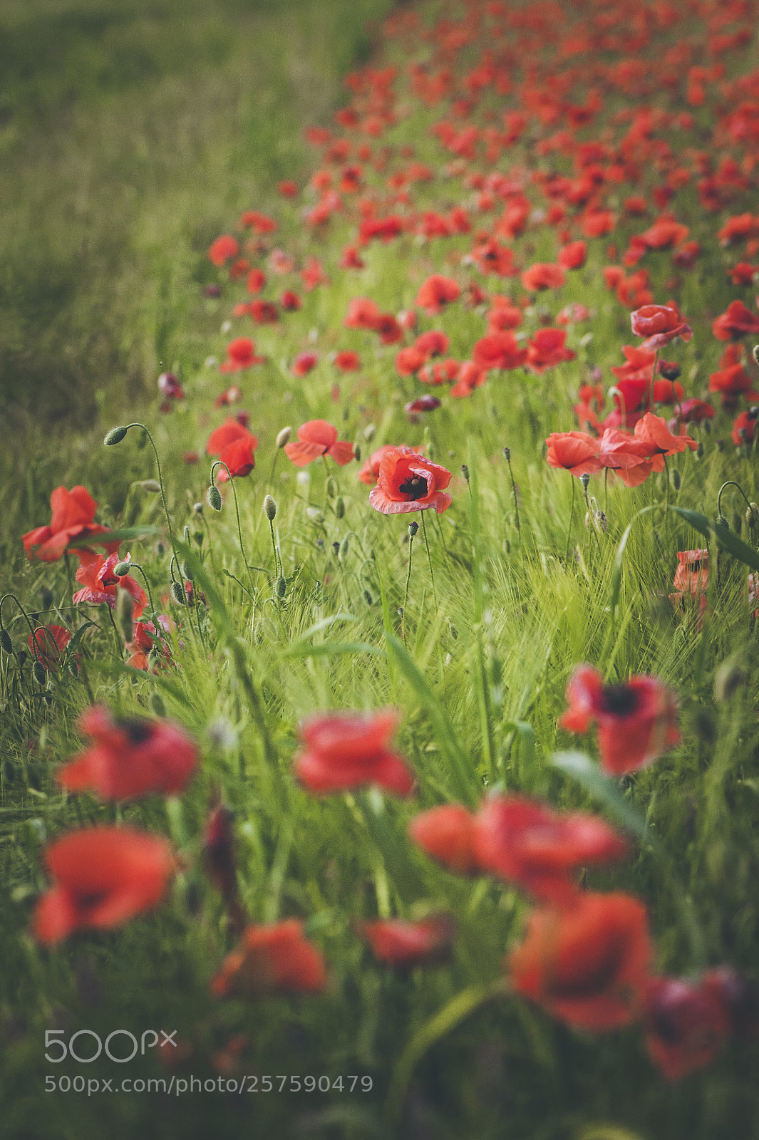 Nikon D700 sample photo. Spring poppies photography