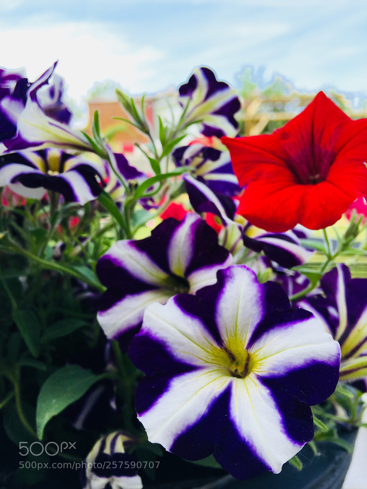 Apple iPhone 6s Plus sample photo. Untitled photography