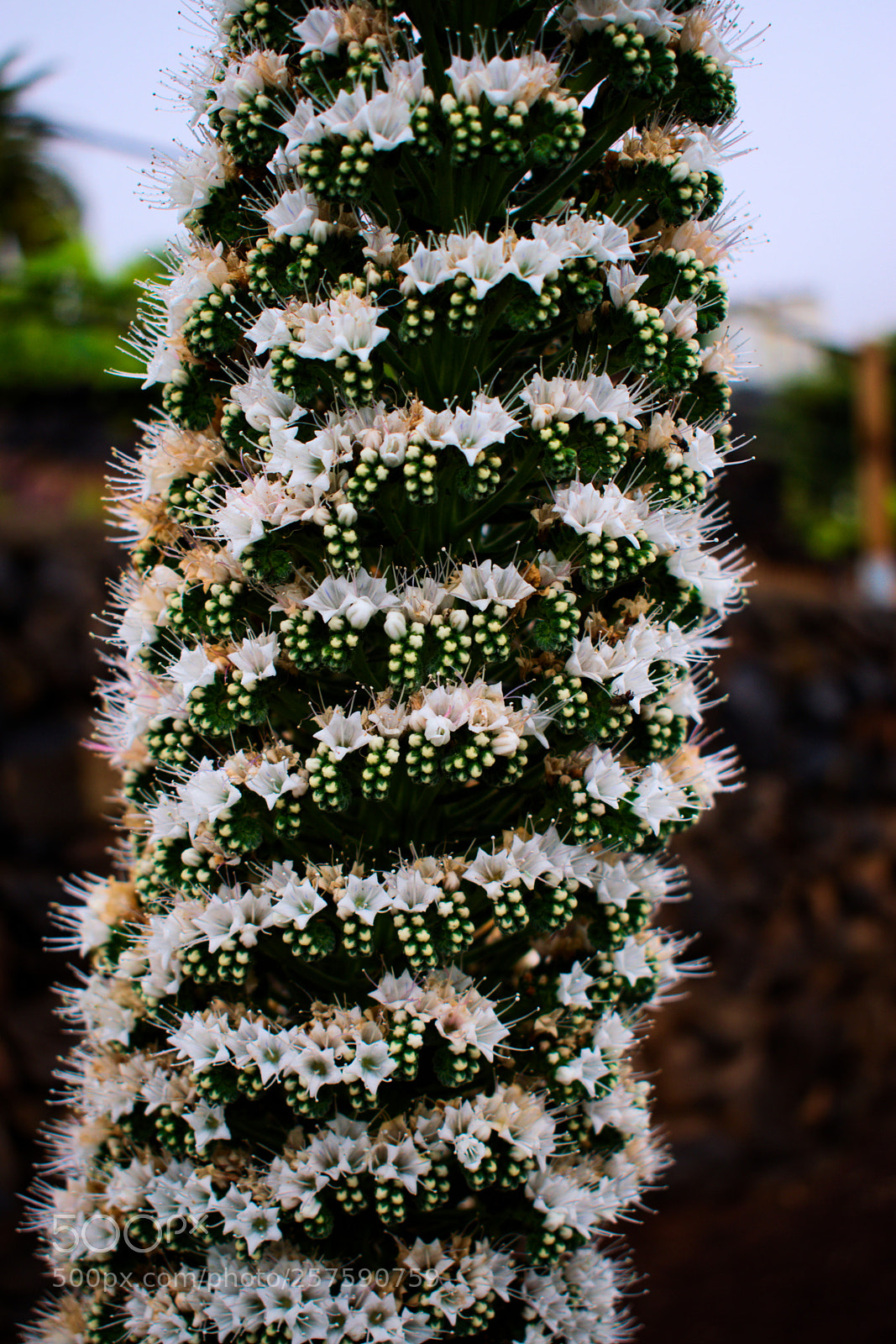 Nikon D3300 sample photo. Helicoidal plant photography