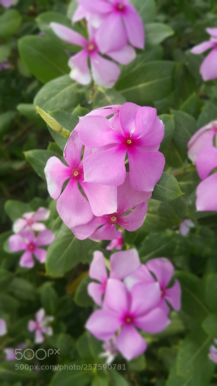 Samsung Galaxy Note4 sample photo. Untitled photography