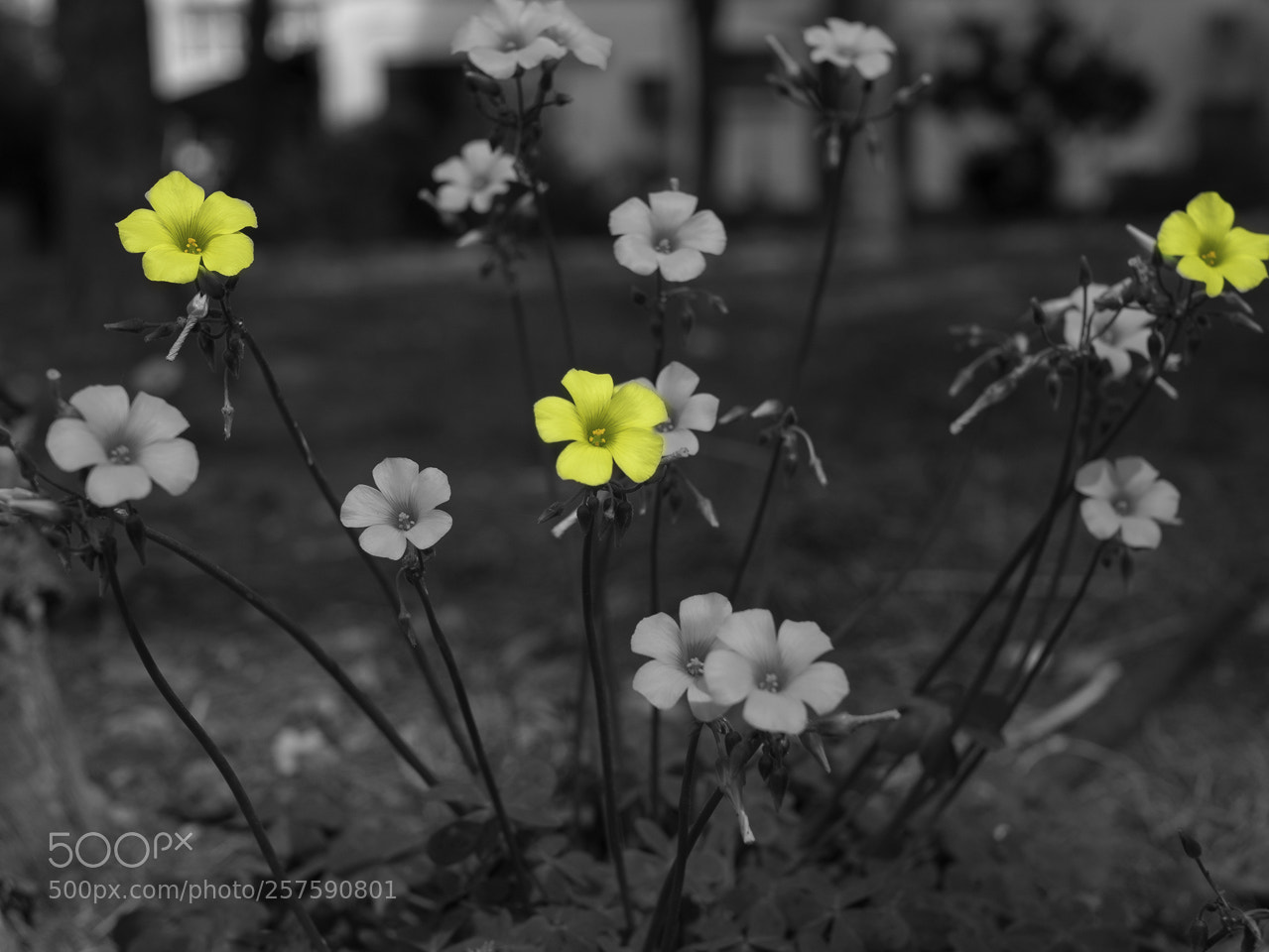 Panasonic Lumix DMC-G7 sample photo. Yellow in a black photography