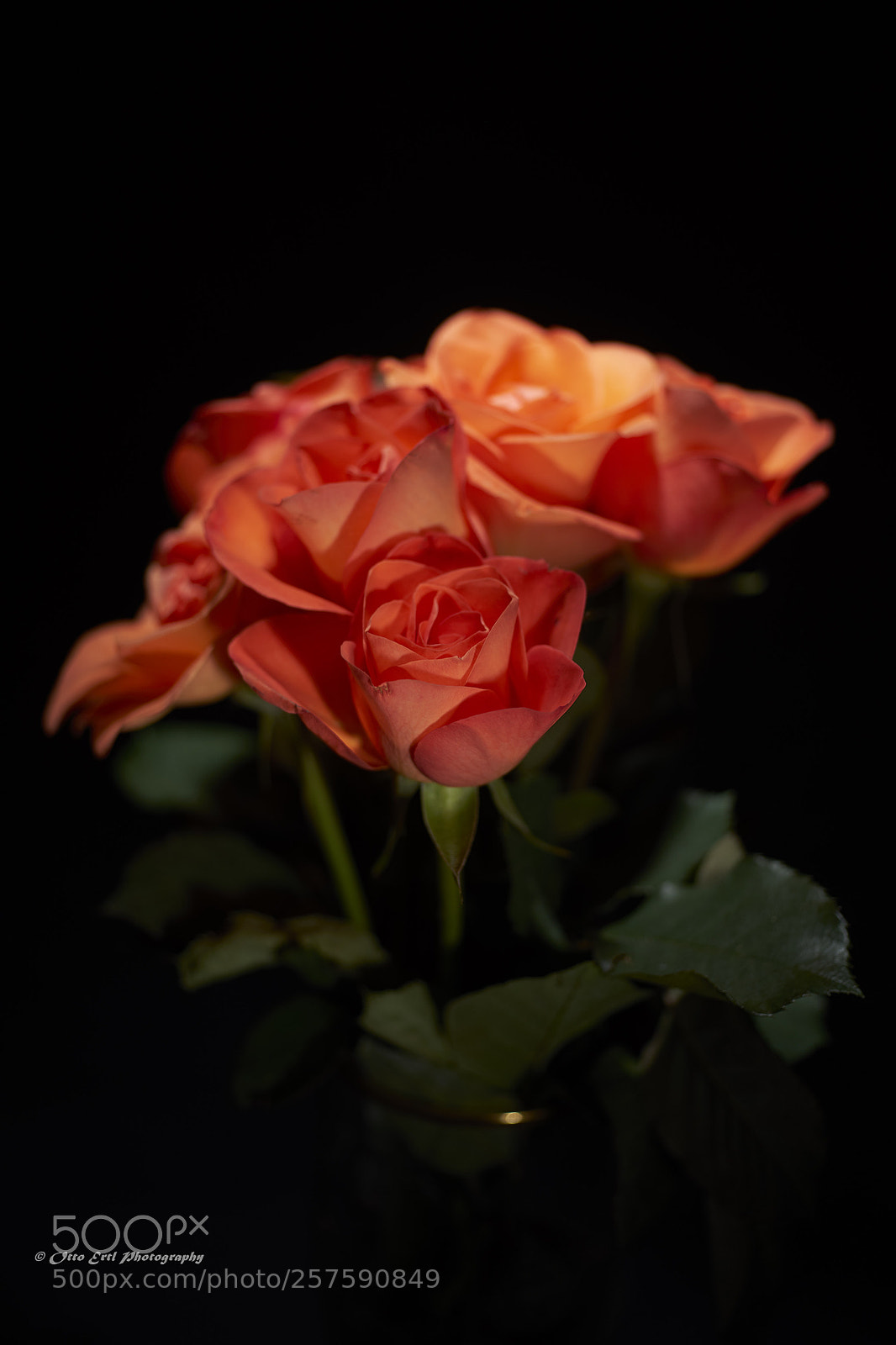 Sony a7 II sample photo. Rose photography