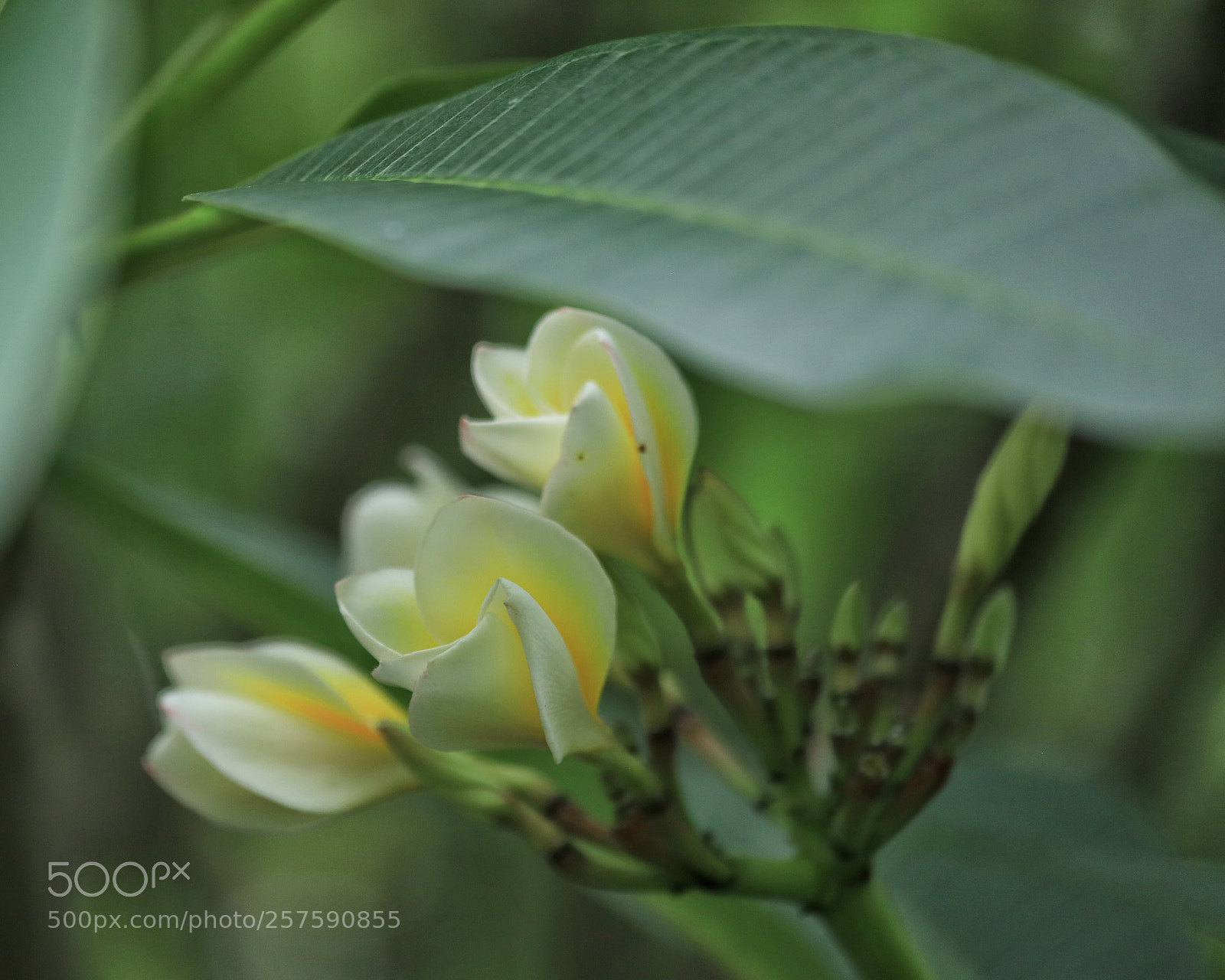 Canon EOS 5D Mark IV sample photo. Flowers photography