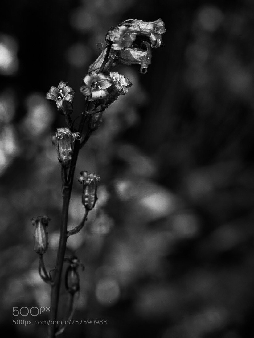 Fujifilm X-T20 sample photo. Bluebell  photography