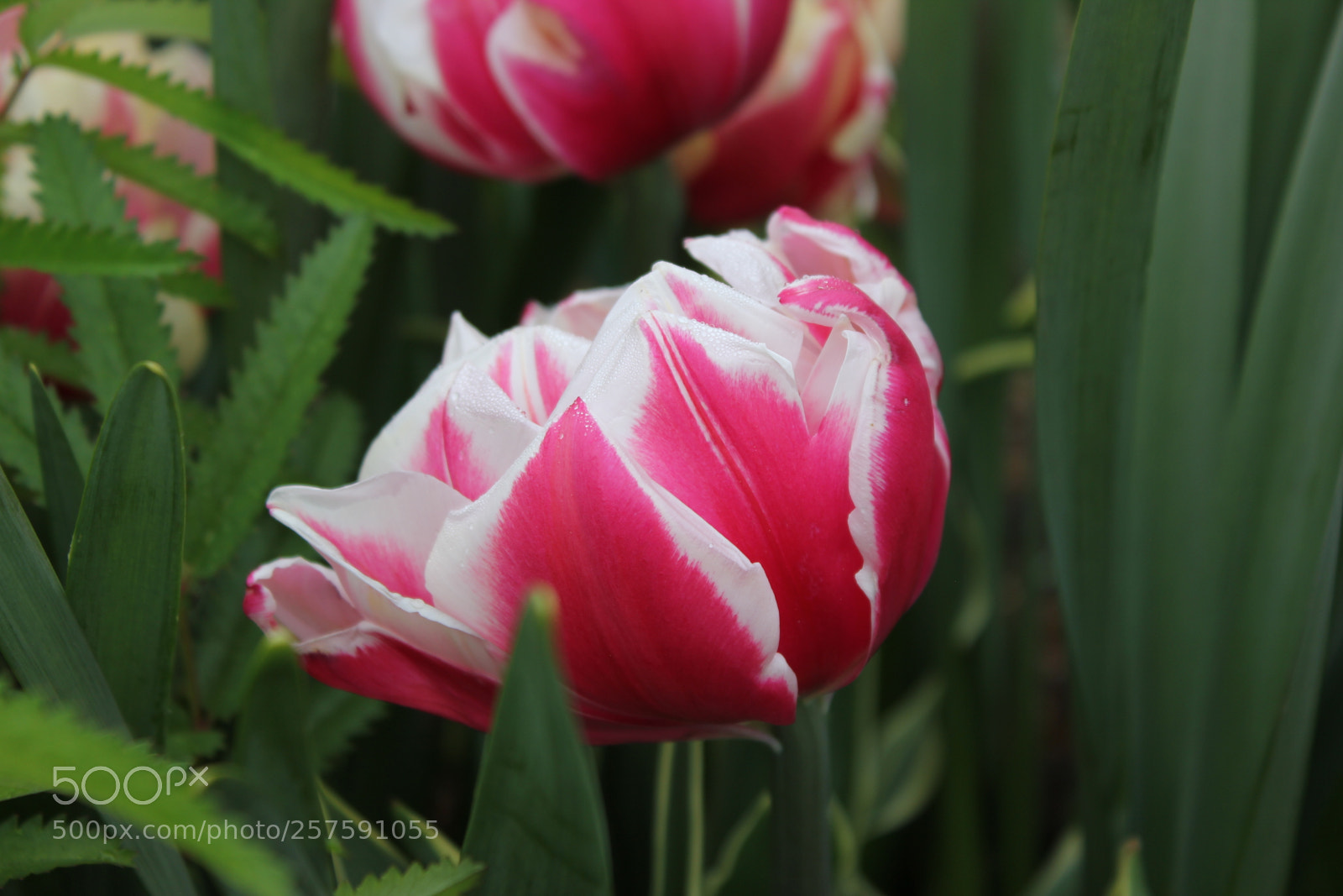 Canon EOS 550D (EOS Rebel T2i / EOS Kiss X4) sample photo. Tulips edward's gardens, toronto photography