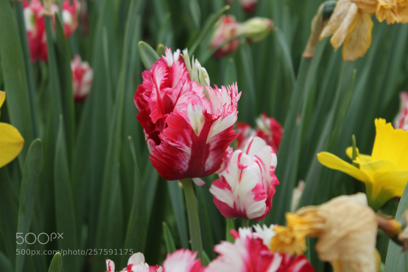 Canon EOS 550D (EOS Rebel T2i / EOS Kiss X4) sample photo. Tulips edward's gardens, toronto photography