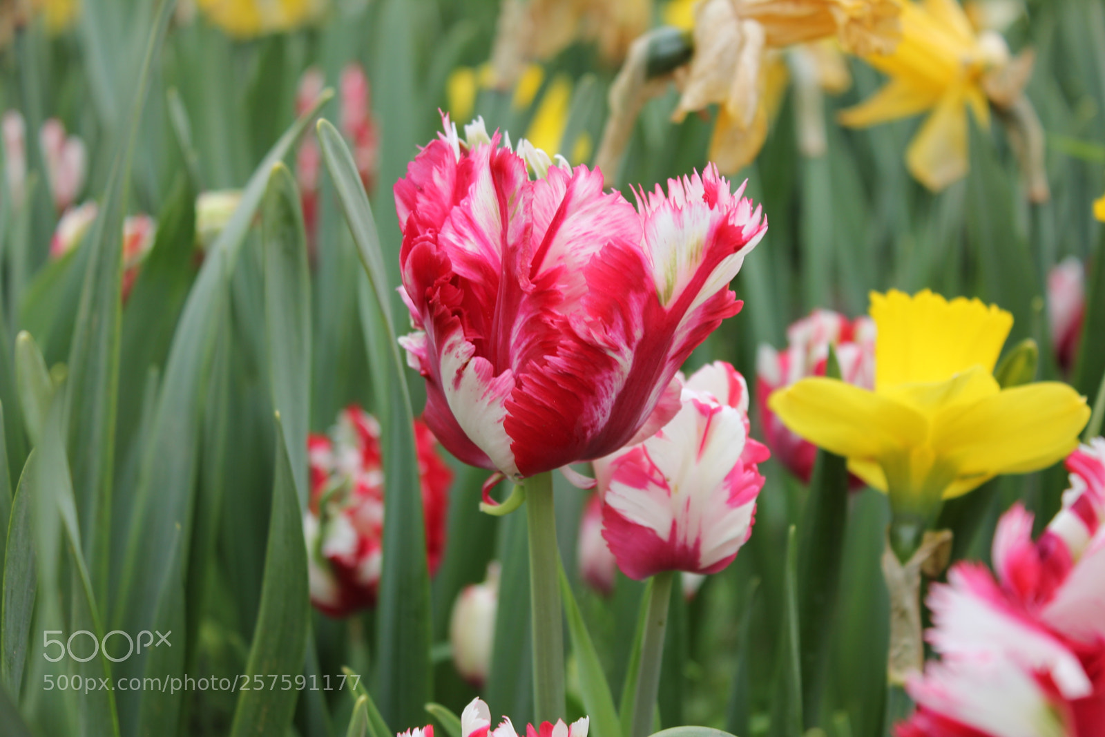 Canon EOS 550D (EOS Rebel T2i / EOS Kiss X4) sample photo. Tulips edward's gardens, toronto photography