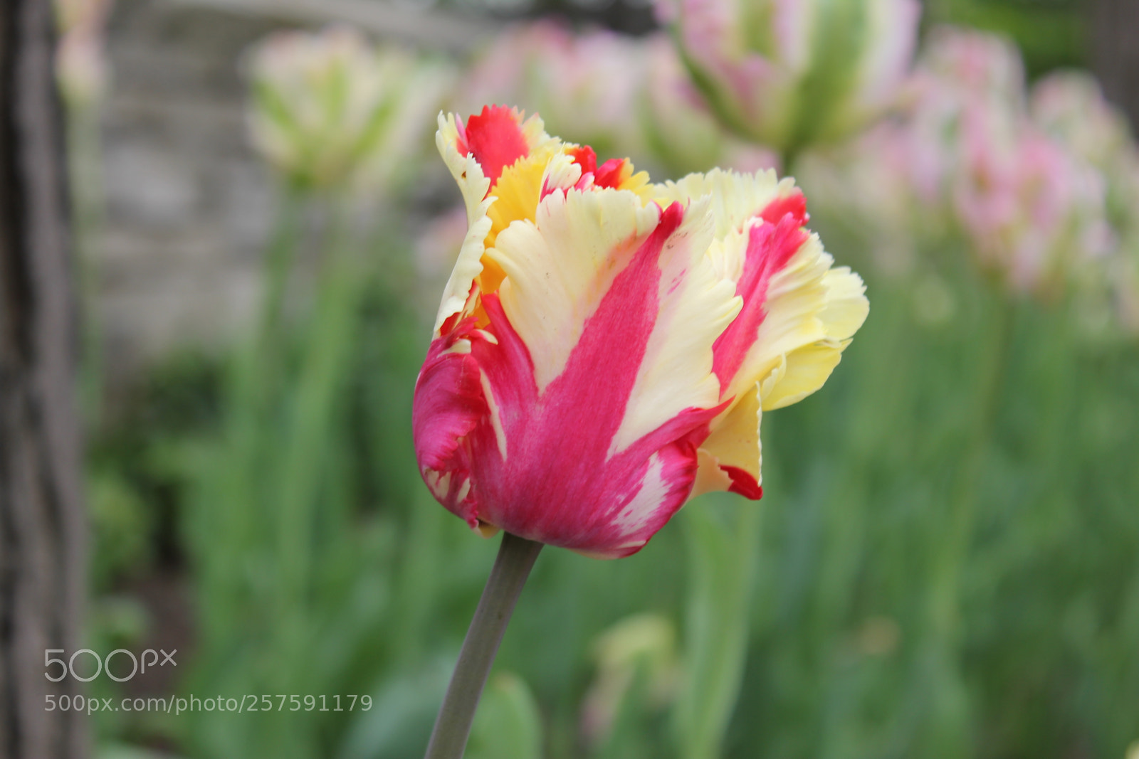 Canon EOS 550D (EOS Rebel T2i / EOS Kiss X4) sample photo. Tulips edward's gardens, toronto photography