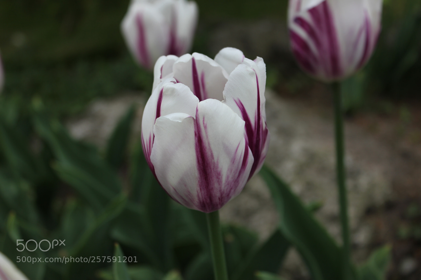 Canon EOS 550D (EOS Rebel T2i / EOS Kiss X4) sample photo. Tulips edward's gardens, toronto photography