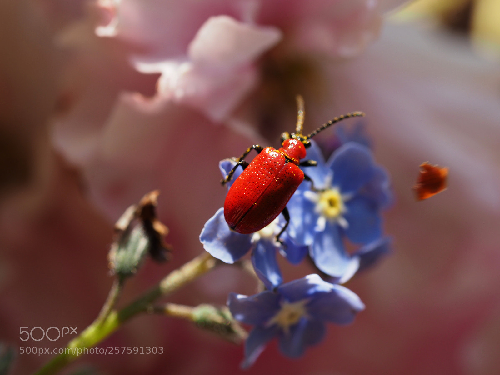 Olympus OM-D E-M1 Mark II sample photo. Scarlet lily beetle photography