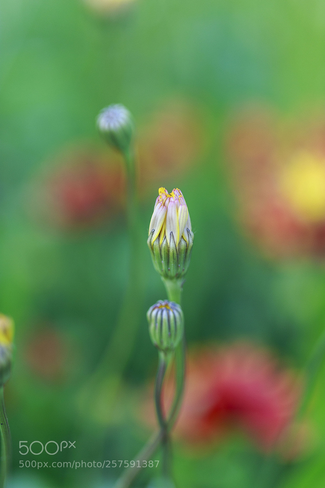 Canon EOS 6D sample photo. Buds photography