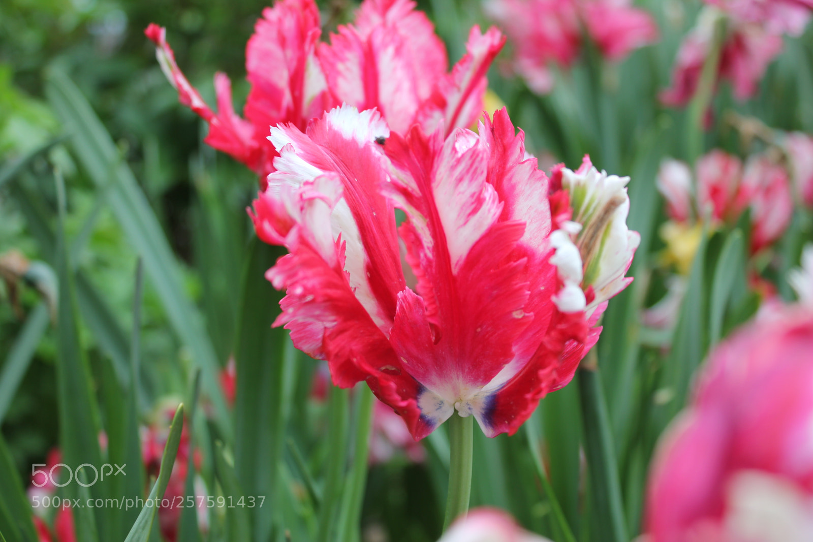 Canon EOS 550D (EOS Rebel T2i / EOS Kiss X4) sample photo. Tulips edward's gardens, toronto photography