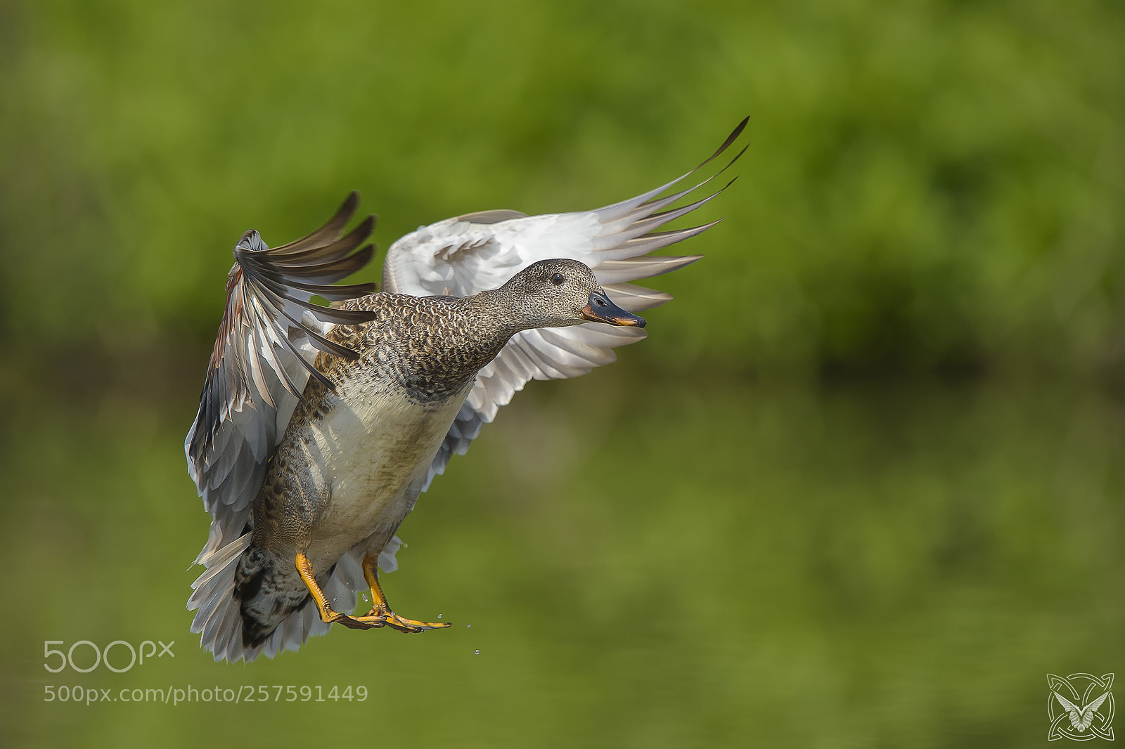 Nikon D4S sample photo. Anas strepera, canapiglia, canard photography