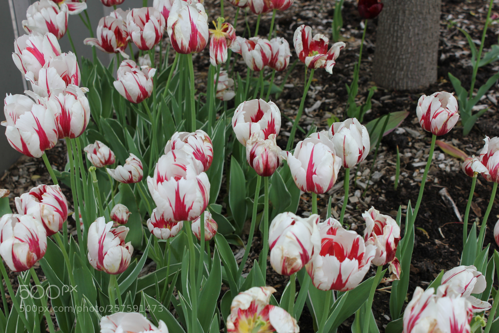 Canon EOS 550D (EOS Rebel T2i / EOS Kiss X4) sample photo. Tulips edward's gardens, toronto photography