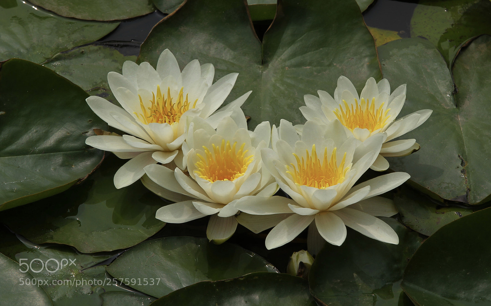 Canon EOS 7D sample photo. Untitled photography