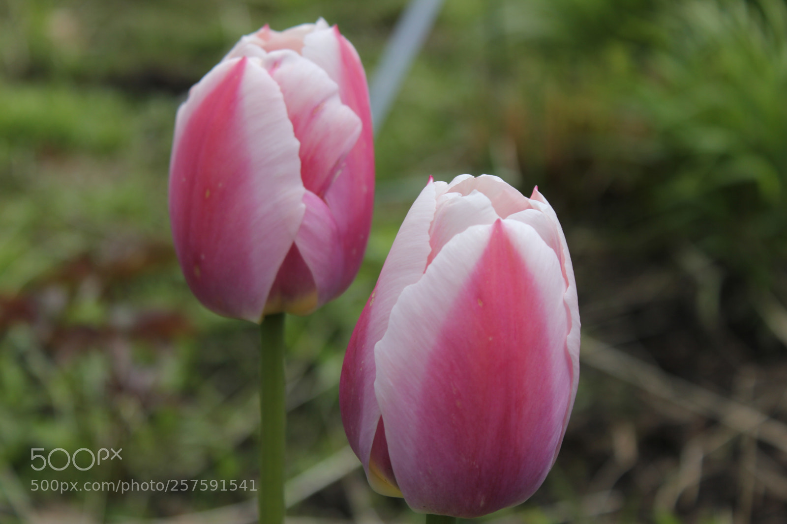 Canon EOS 550D (EOS Rebel T2i / EOS Kiss X4) sample photo. Tulips edward's gardens, toronto photography