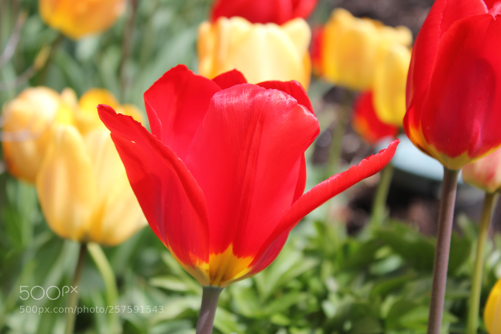 Canon EOS 550D (EOS Rebel T2i / EOS Kiss X4) sample photo. Tulips edward's gardens, toronto photography