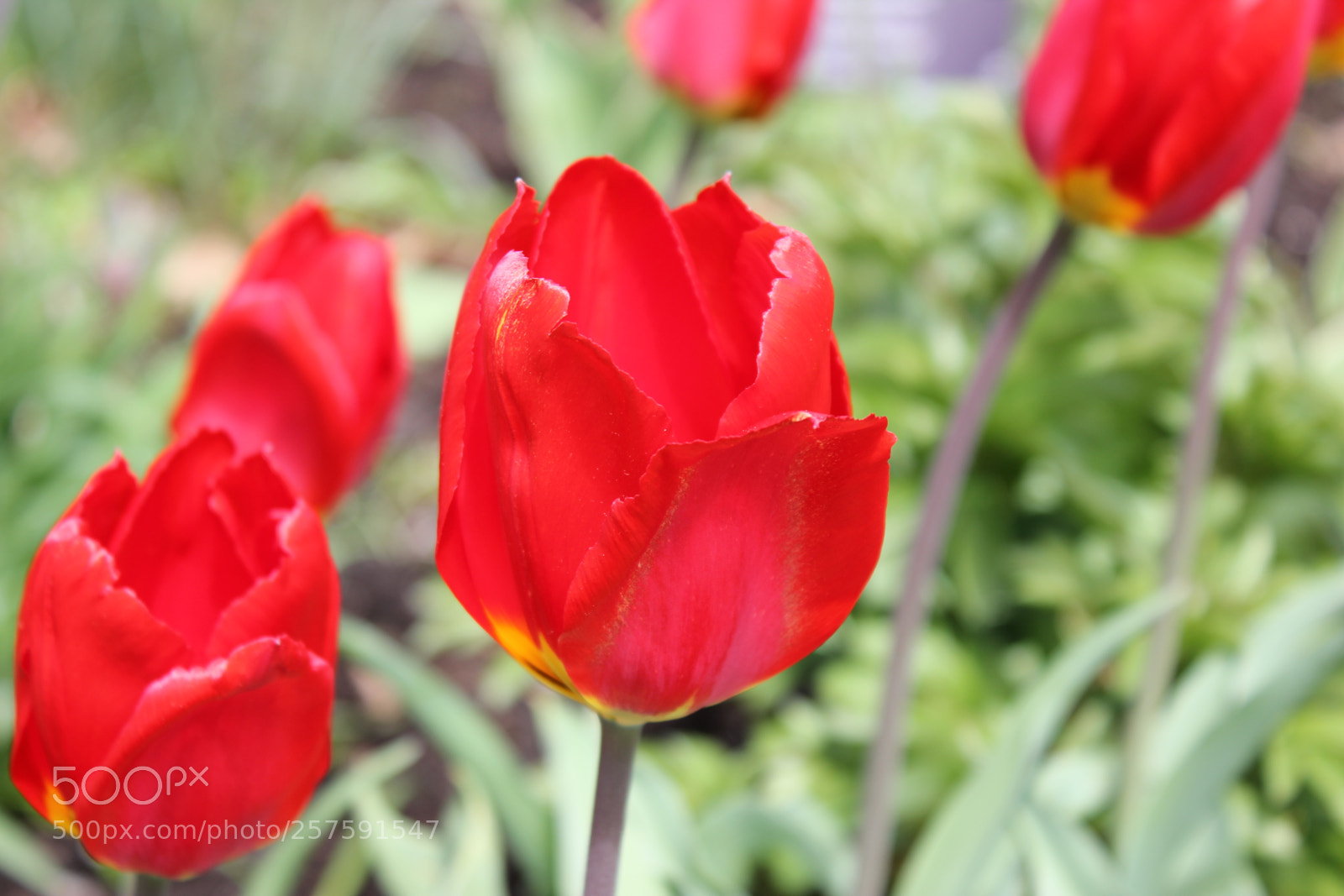 Canon EOS 550D (EOS Rebel T2i / EOS Kiss X4) sample photo. Tulips edward's gardens, toronto photography