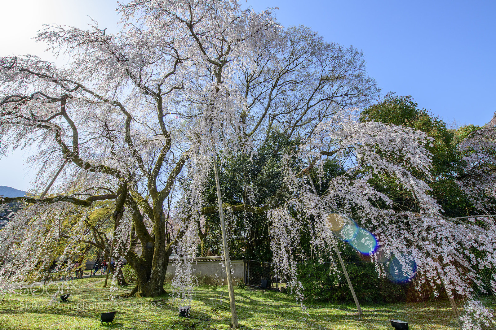 Nikon D850 sample photo. Daigoji temple sakura 醍醐寺櫻花 photography
