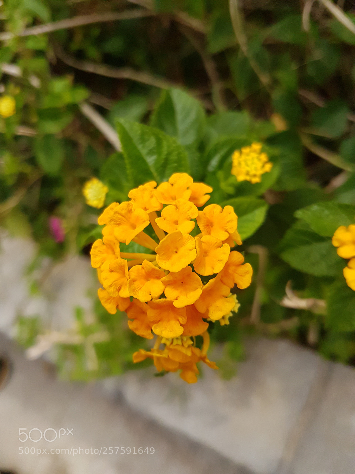 Samsung Galaxy S7 Edge sample photo. Bloom ii photography