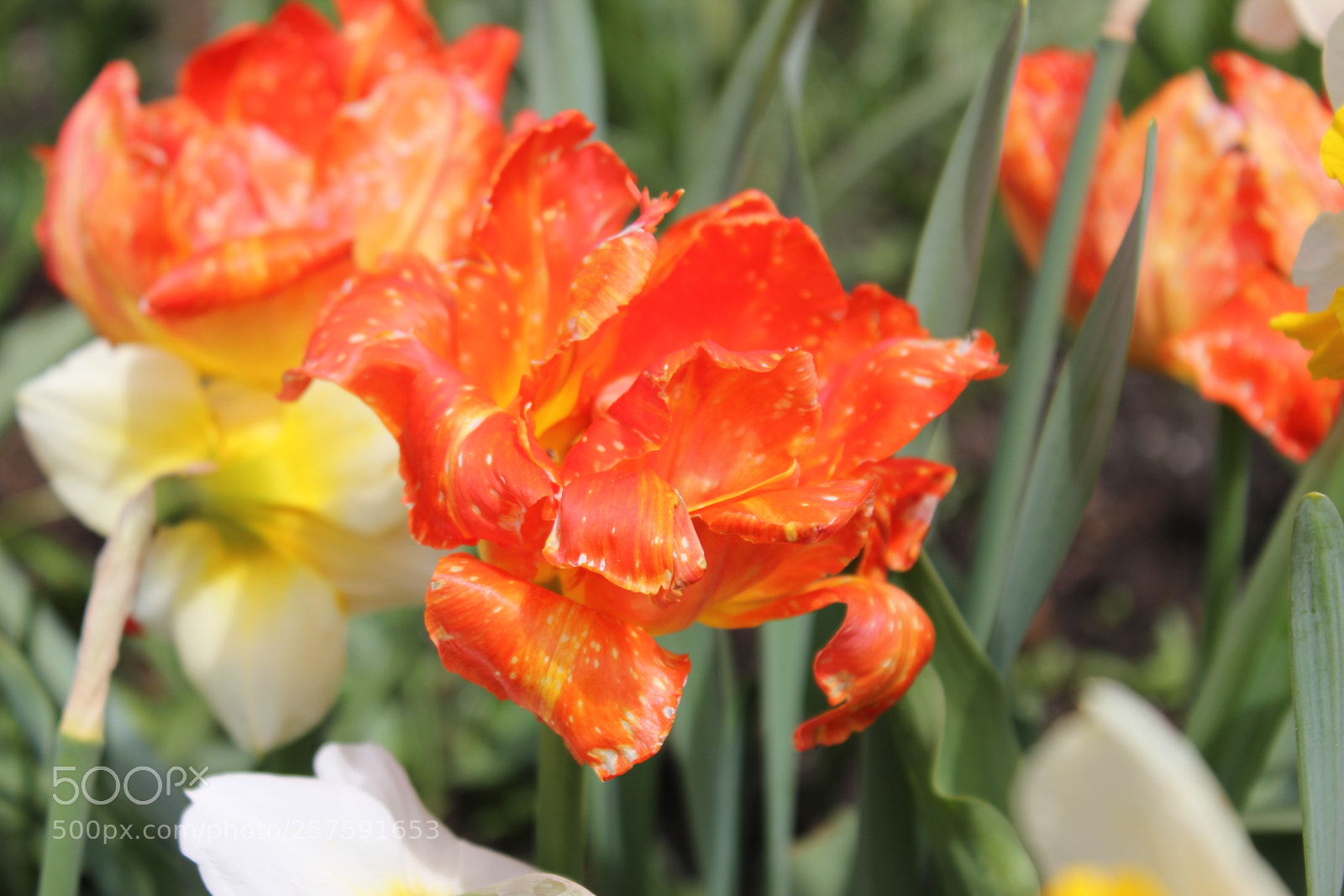 Canon EOS 550D (EOS Rebel T2i / EOS Kiss X4) sample photo. Tulips edward's gardens, toronto photography