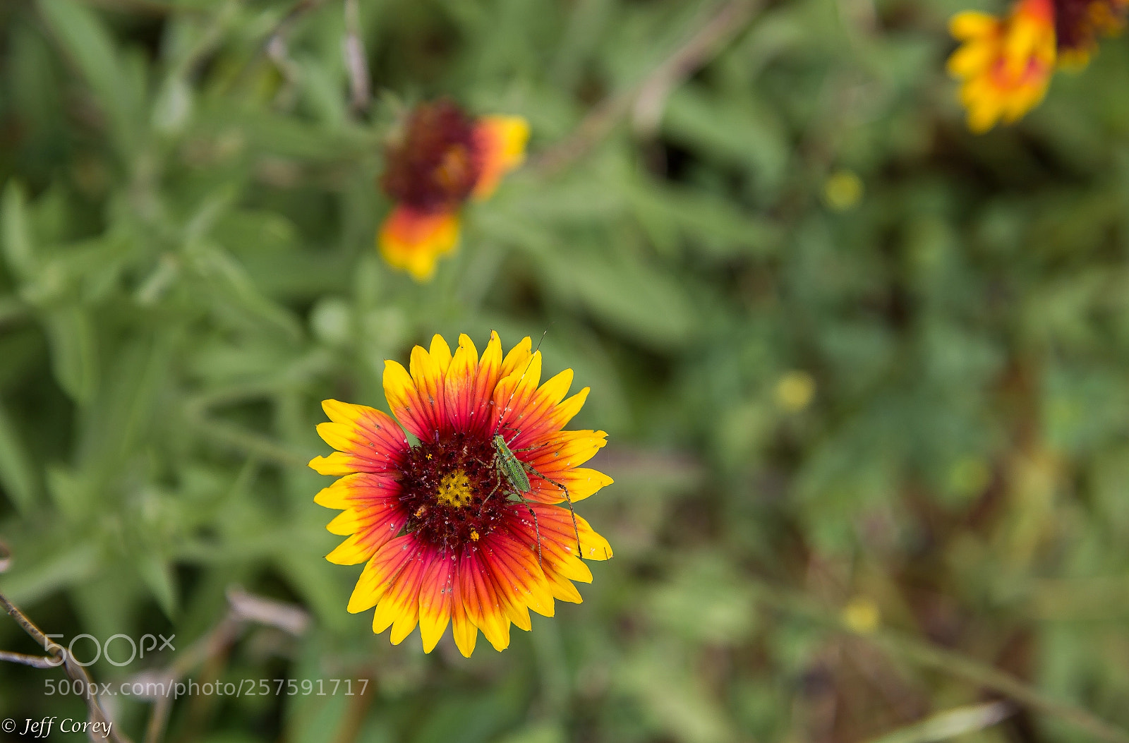 Canon EOS 6D sample photo. Flower n bug photography