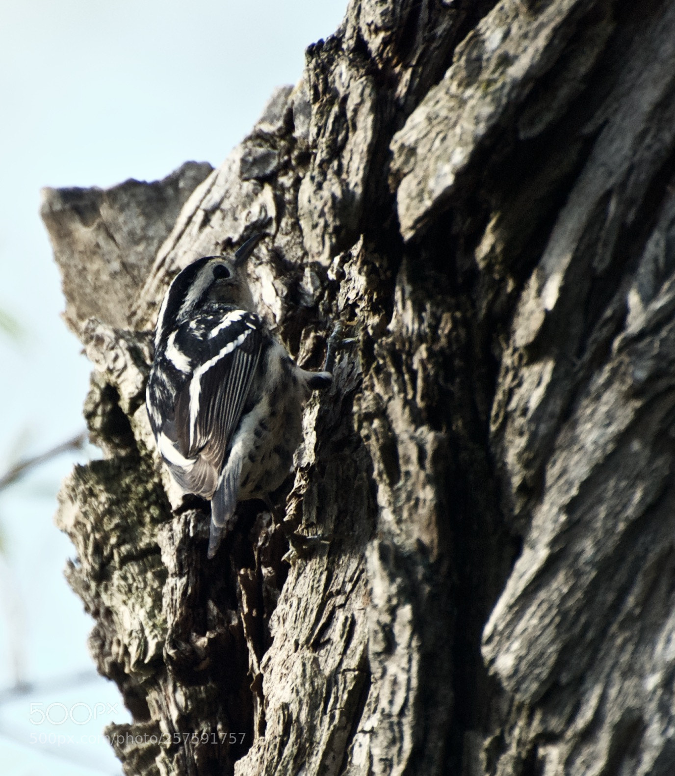 Nikon D80 sample photo. Black-and-white warbler photography
