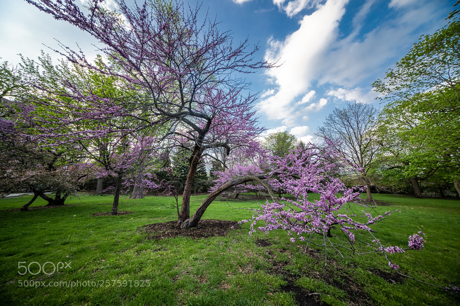 Sony a7 III sample photo. Blossoming tree near lincoln photography