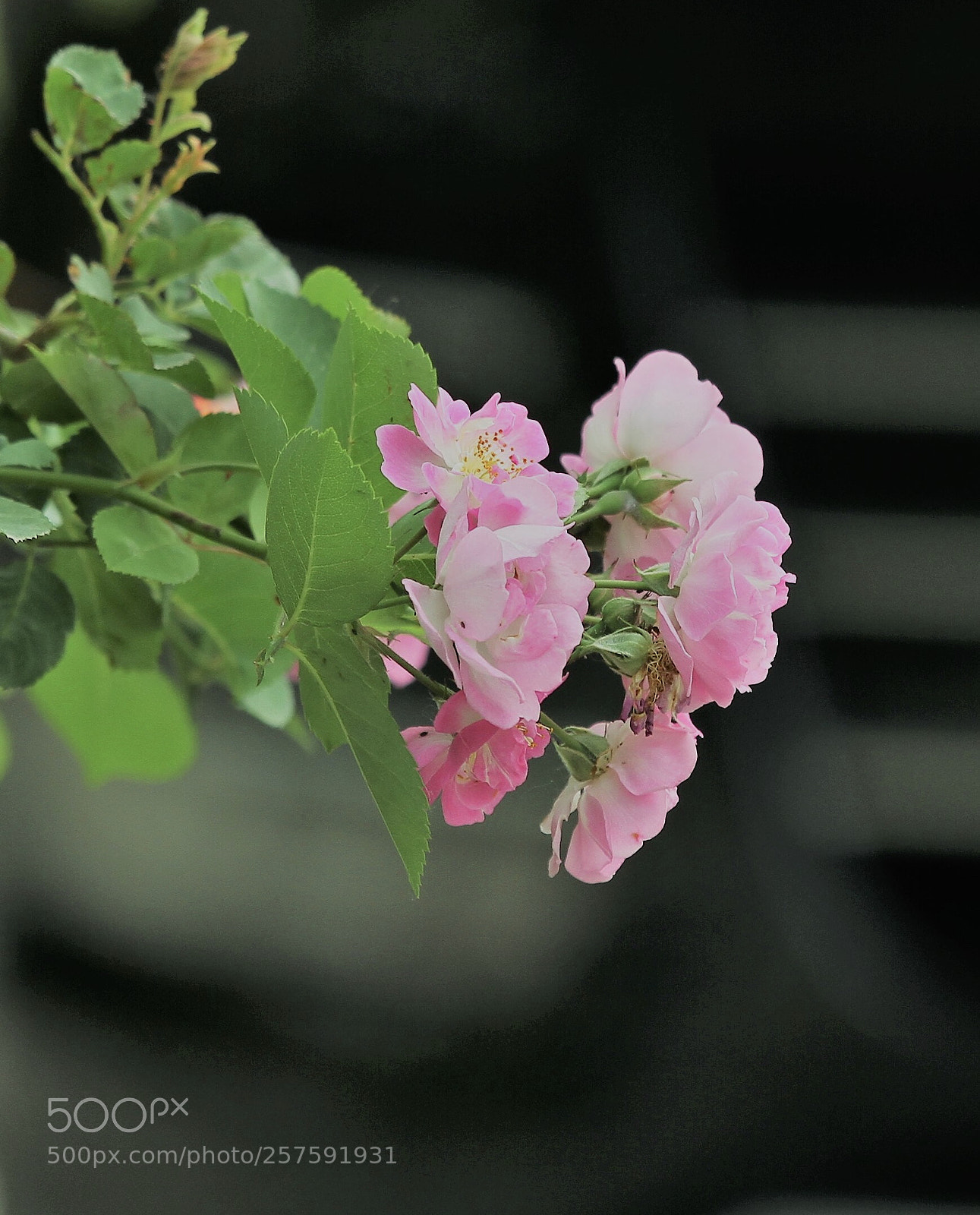 Canon EOS 7D sample photo. Untitled photography