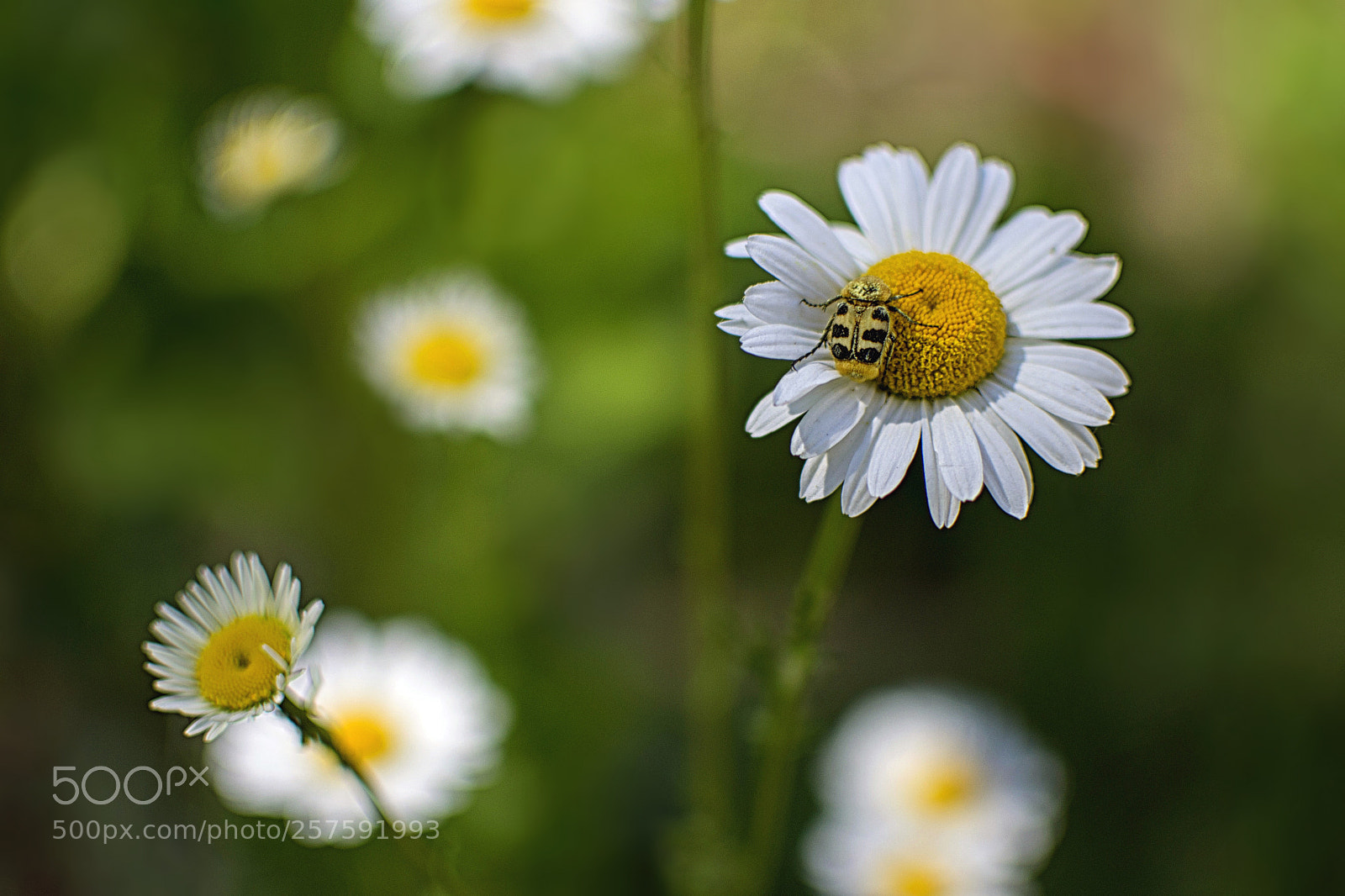 Nikon D3100 sample photo. Daisy photography