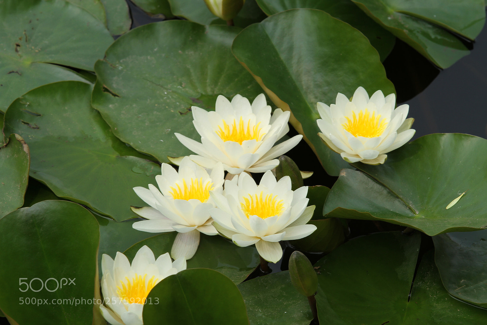 Canon EOS 7D sample photo. Untitled photography
