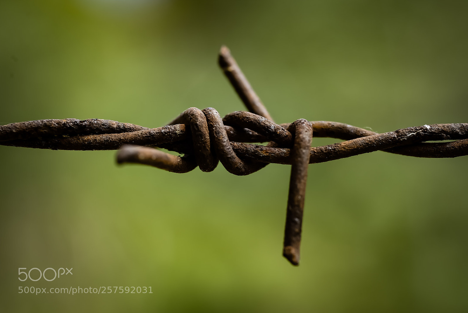 Nikon D610 sample photo. Untitled photography