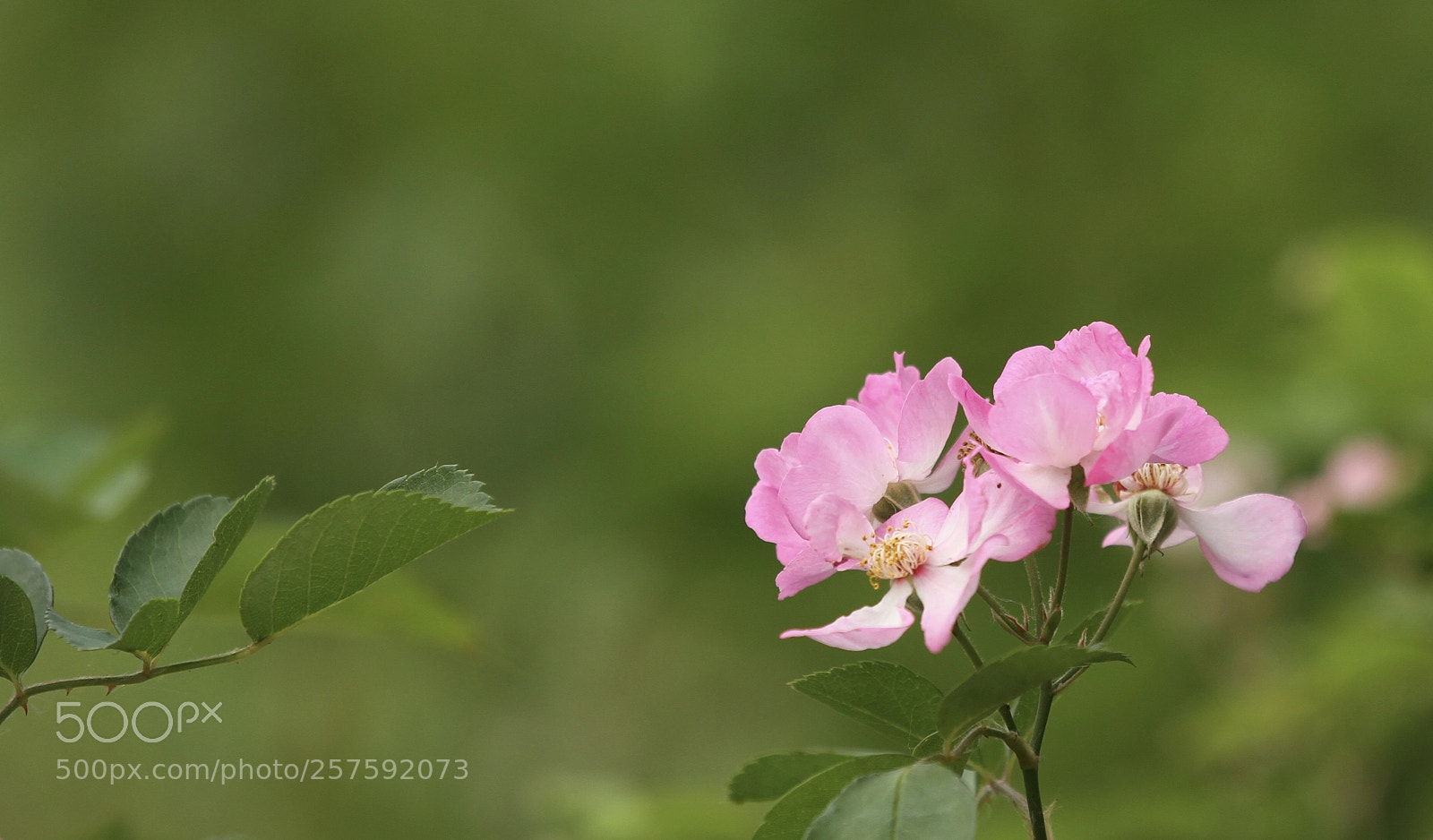 Canon EOS 7D sample photo. Untitled photography