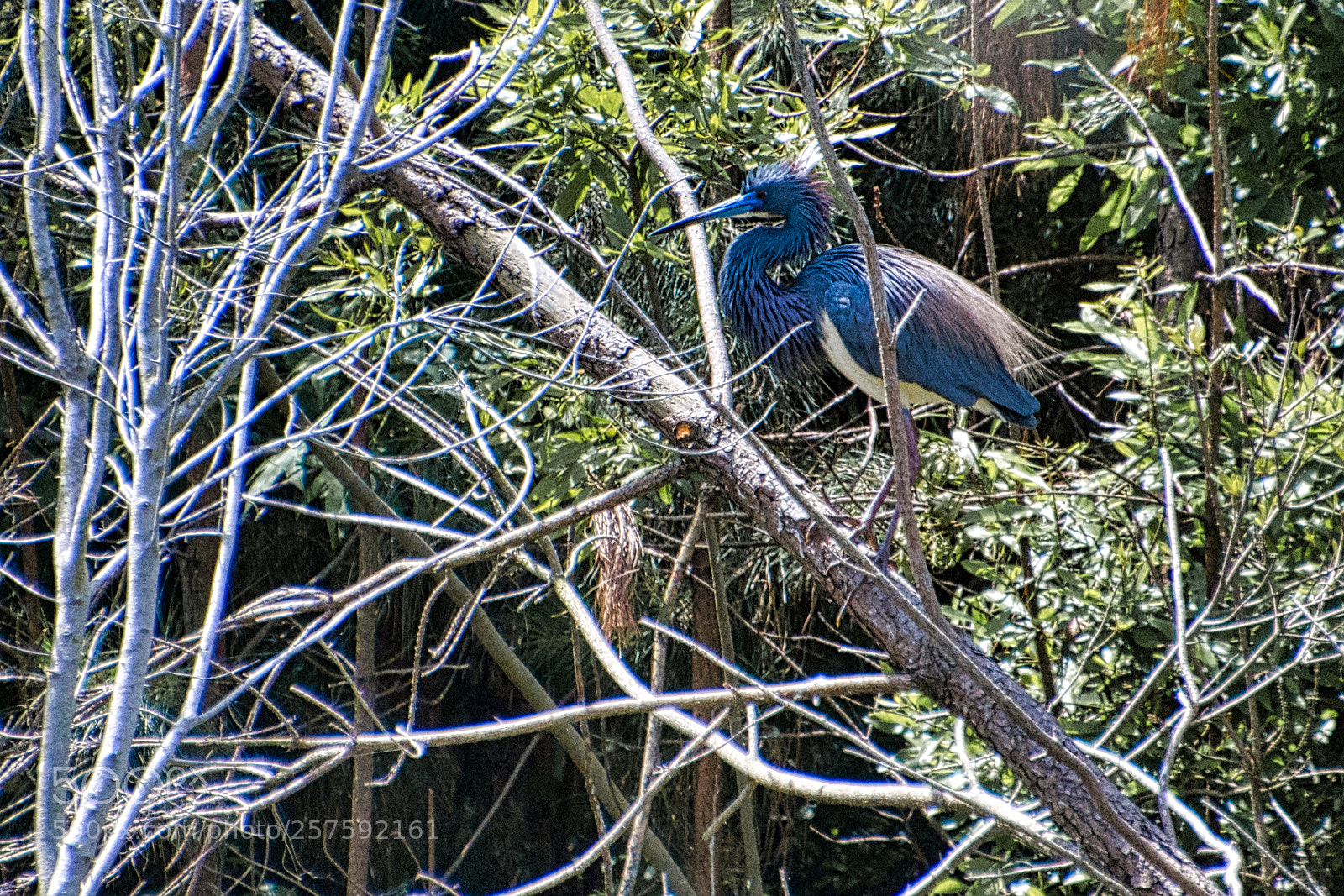 Nikon D7200 sample photo. Little blue heron photography