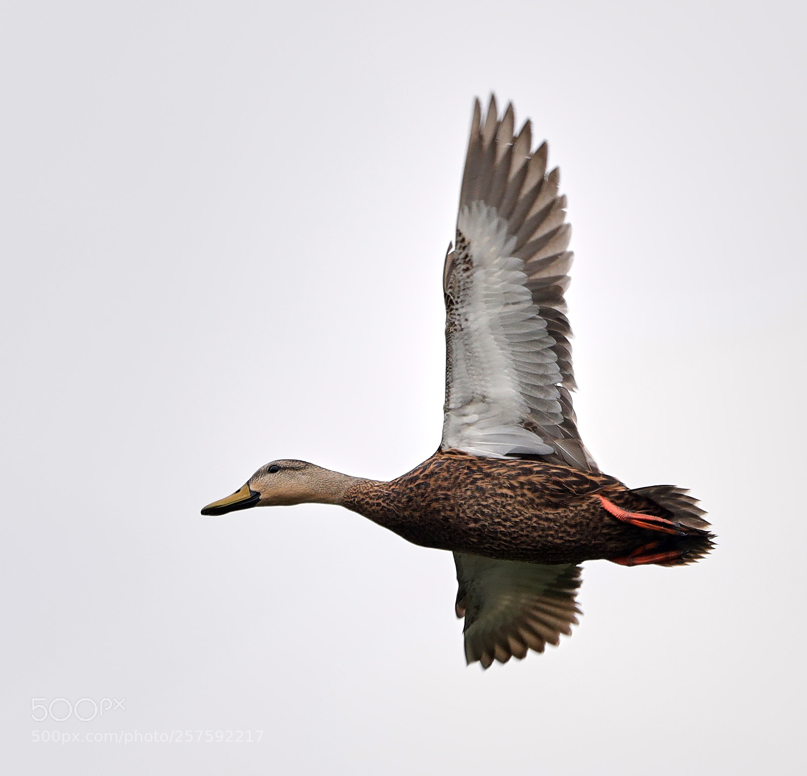 Canon EOS-1D X Mark II sample photo. 05-12-18-0017429.jpg photography
