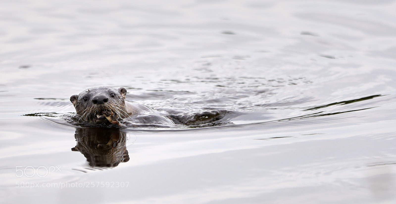 Canon EOS-1D X Mark II sample photo. 05-12-18-0017434 1.jpg photography