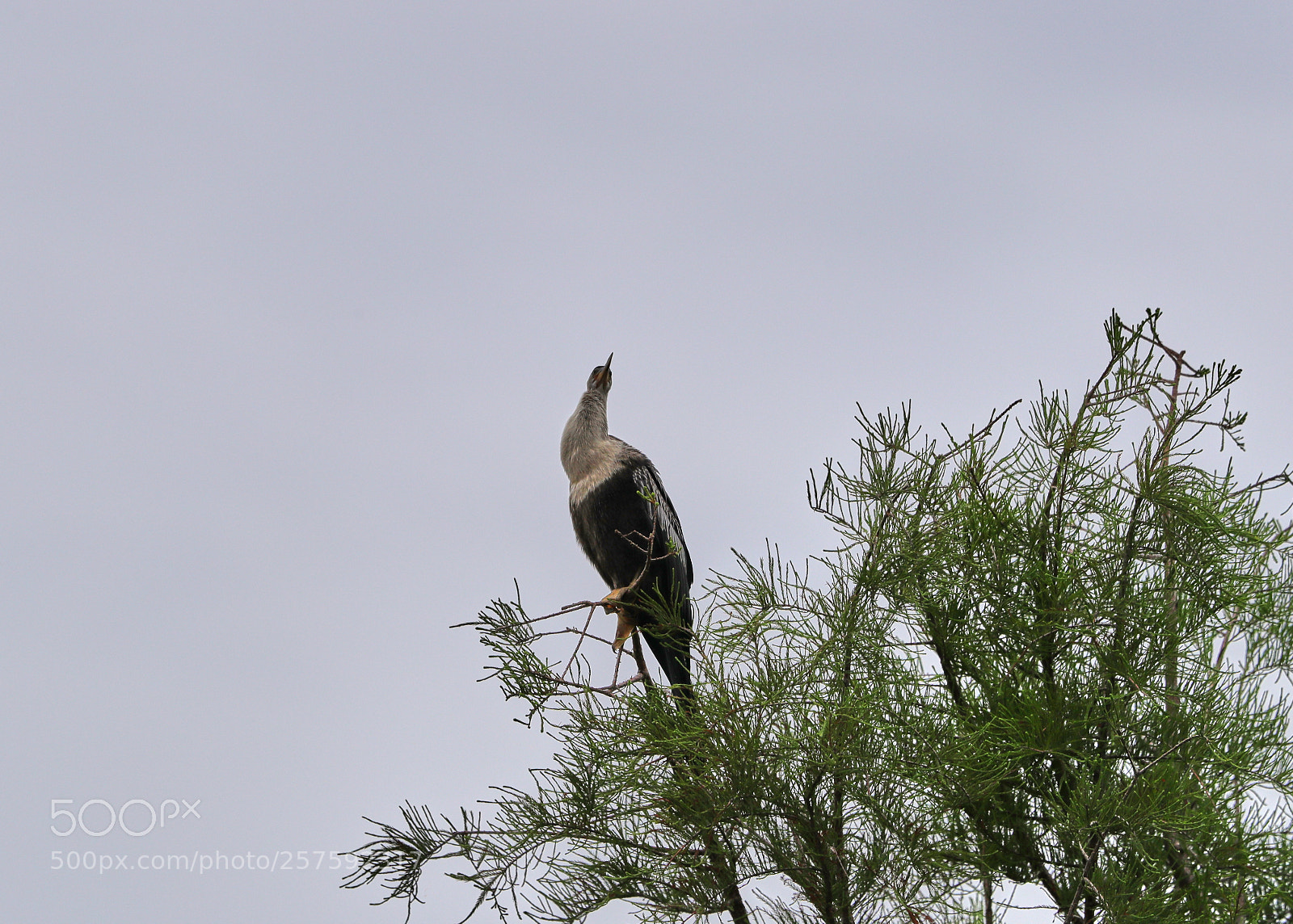Canon EOS-1D X Mark II sample photo. 05-12-18-0017319.jpg photography
