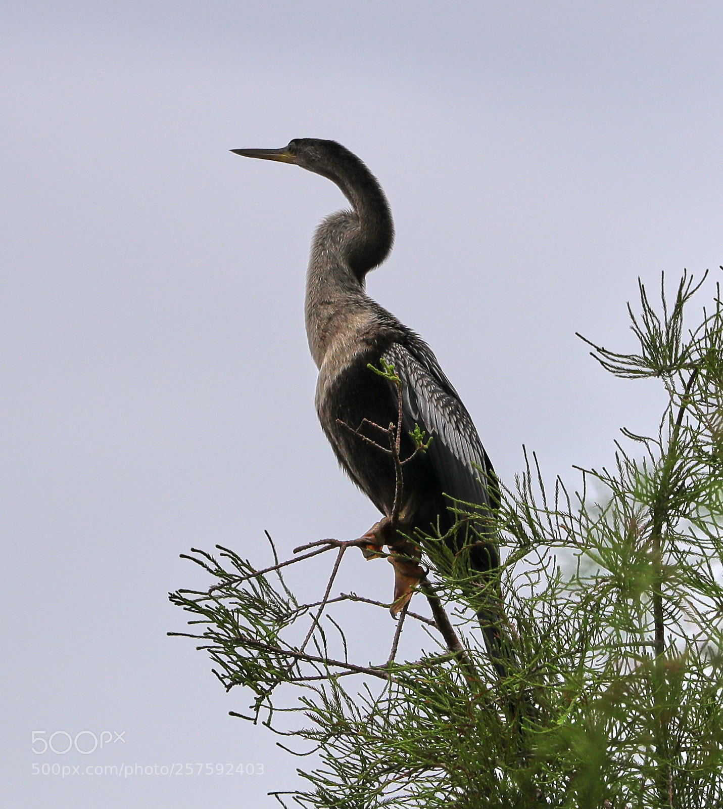 Canon EOS-1D X Mark II sample photo. 05-12-18-0017316.jpg photography
