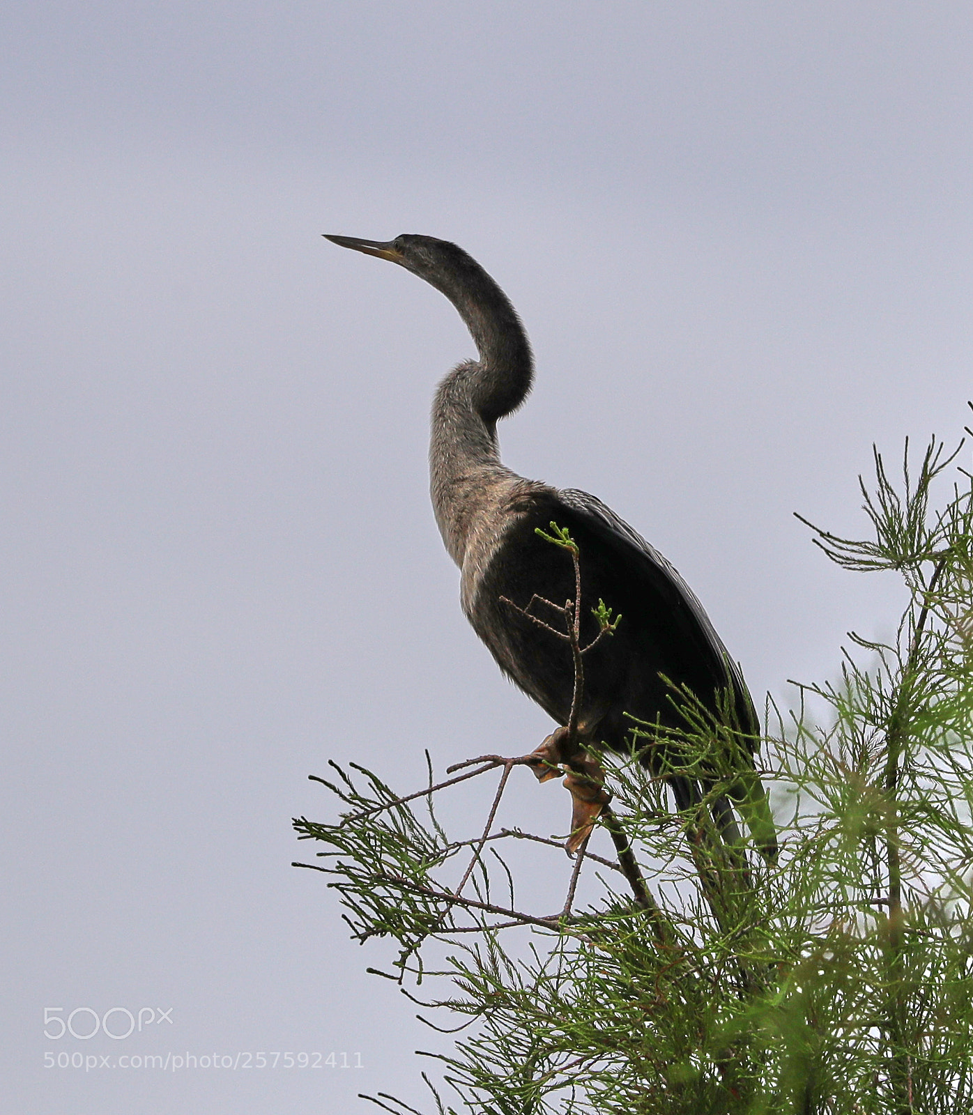 Canon EOS-1D X Mark II sample photo. 05-12-18-0017317.jpg photography