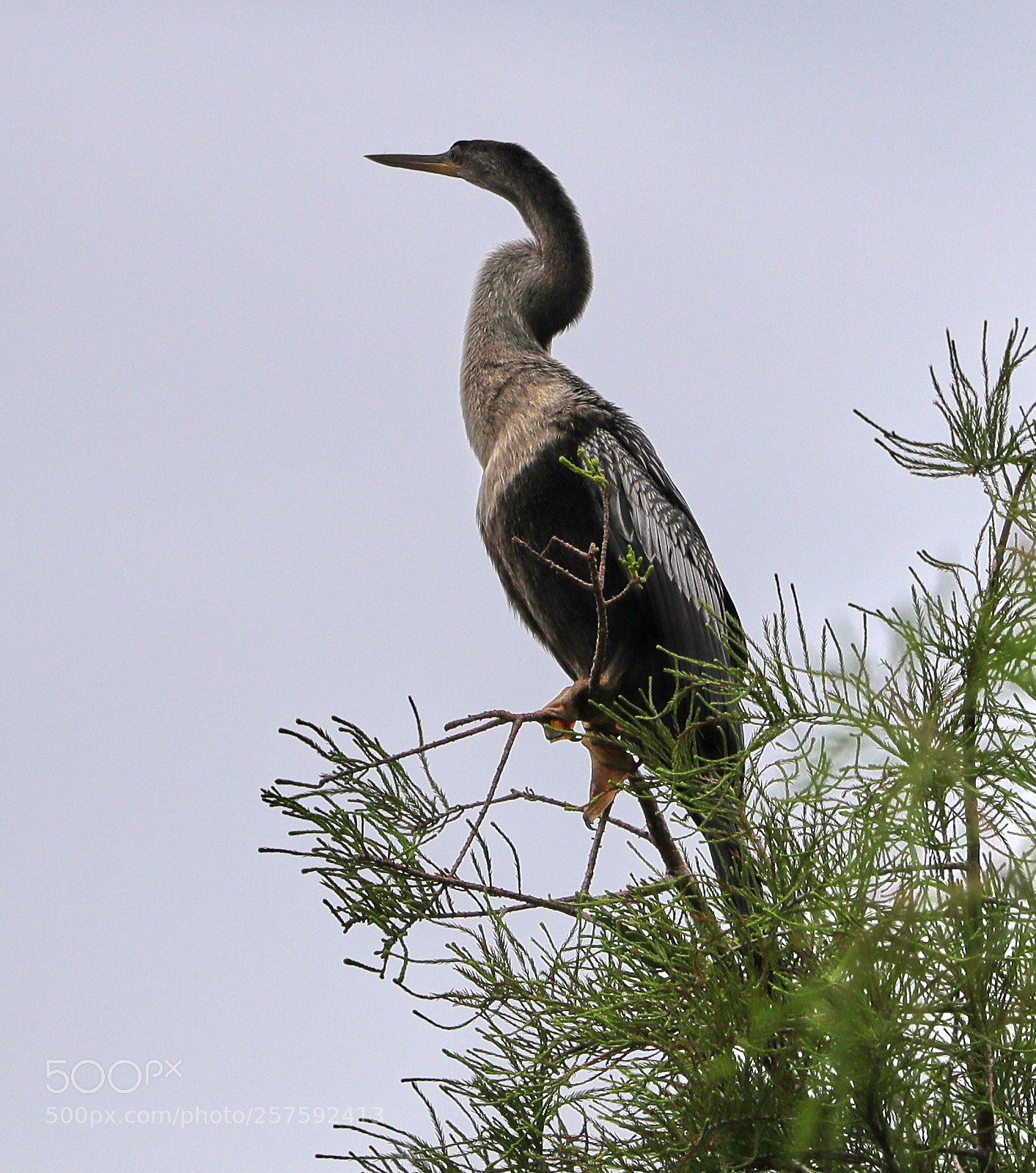 Canon EOS-1D X Mark II sample photo. 05-12-18-0017315.jpg photography