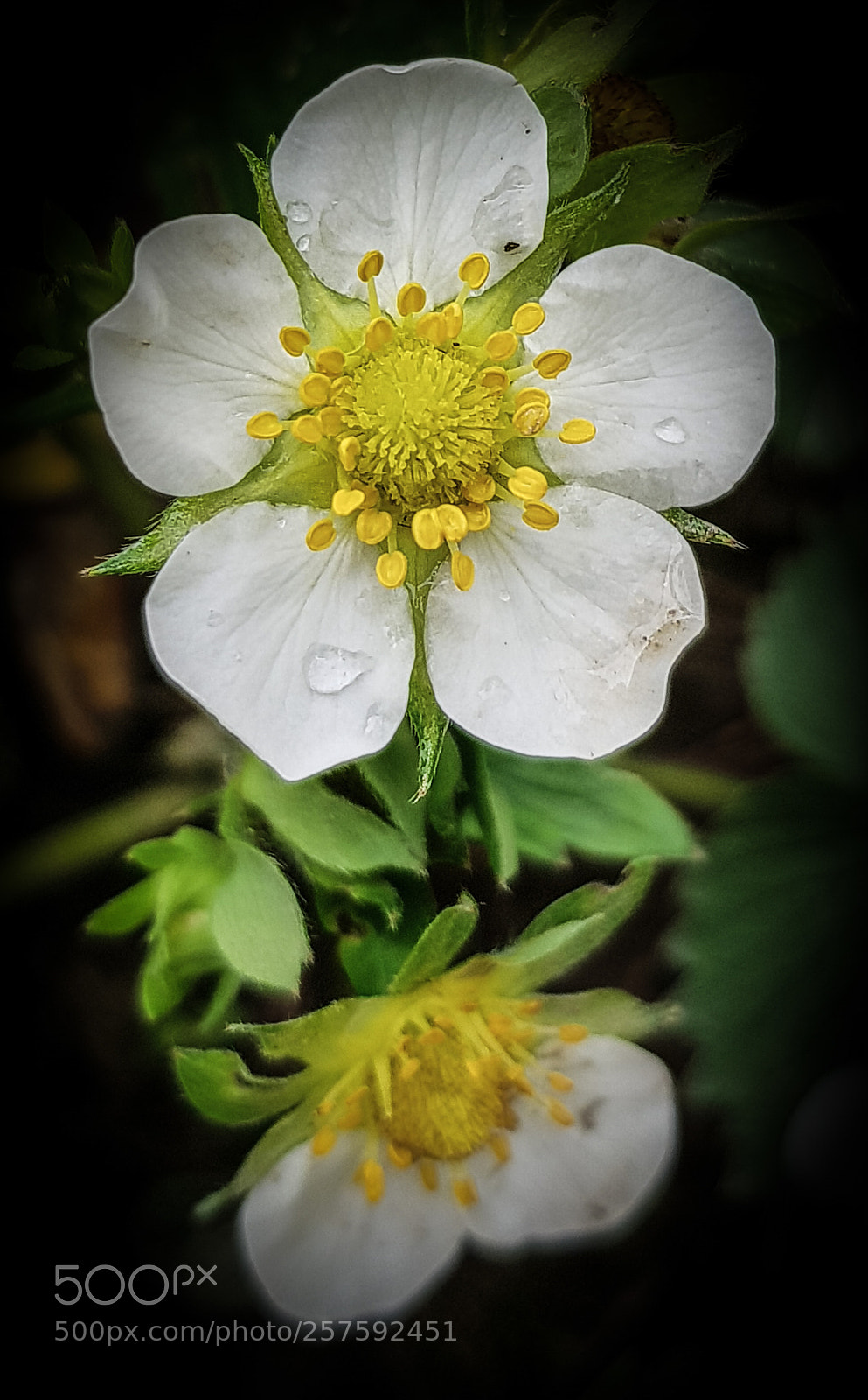 Samsung Galaxy S8 sample photo. Blooming redberry photography