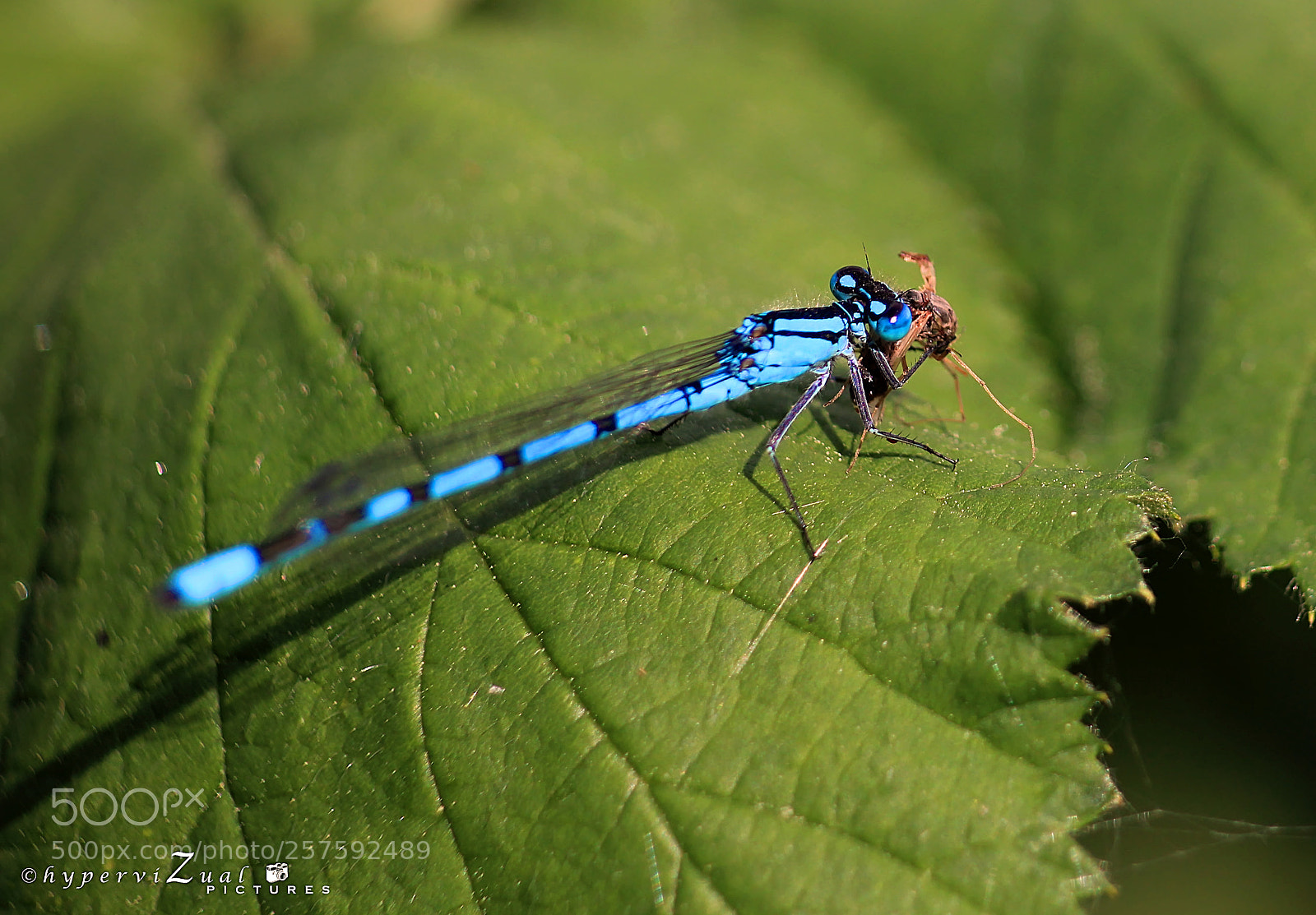 Canon EOS 1200D (EOS Rebel T5 / EOS Kiss X70 / EOS Hi) sample photo. Blue dragonfly at the photography