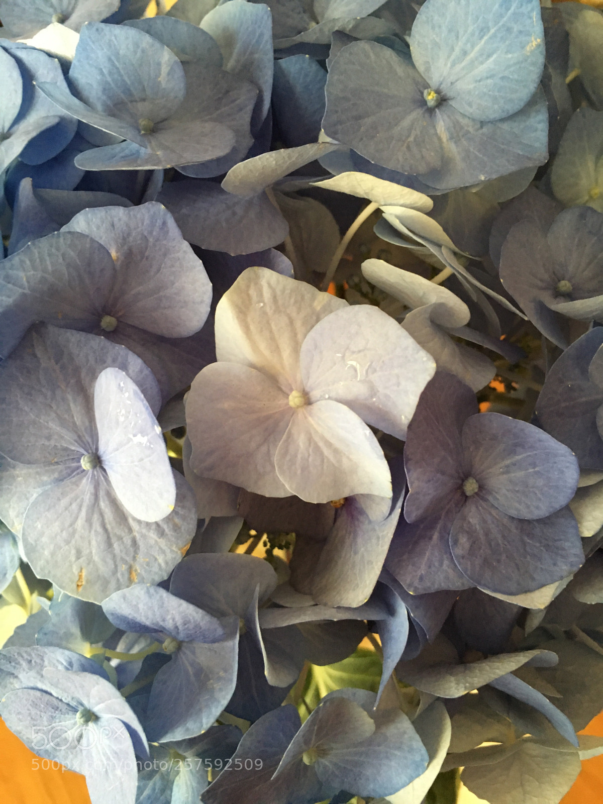 Apple iPhone 6s sample photo. Blau  photography
